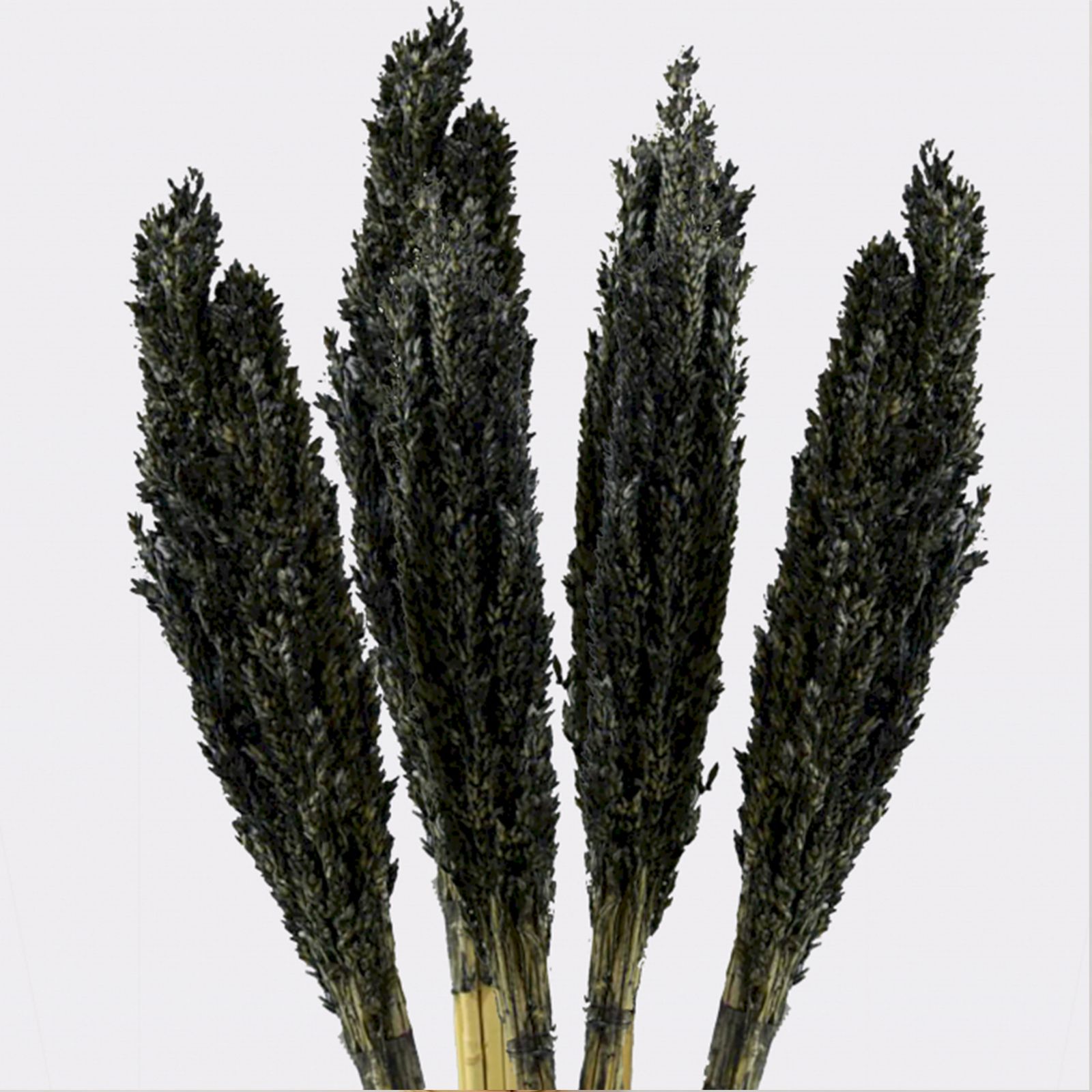 Cantal Grass Bunch - Black - Image 6
