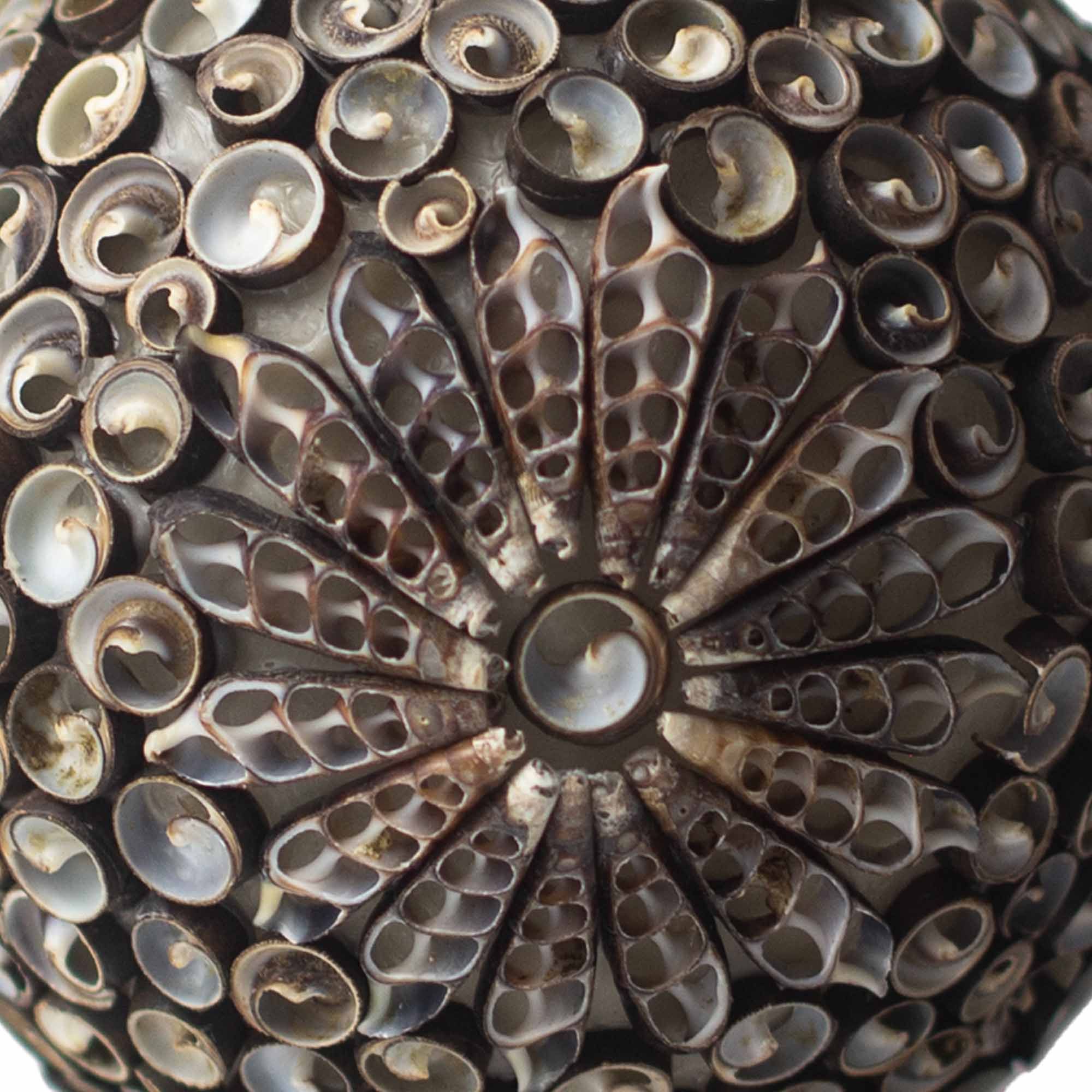 Boho Sea Shell Lamp - Chocolate Twist Oval - 20cm - Image 3